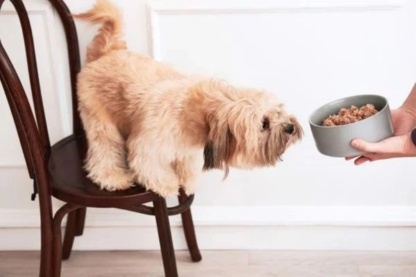 Điều trị và cách vỗ béo cho chó gầy