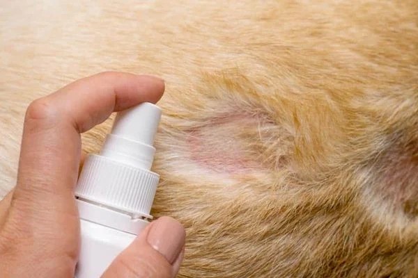 Câu hỏi thường gặp về chó bị nấm da