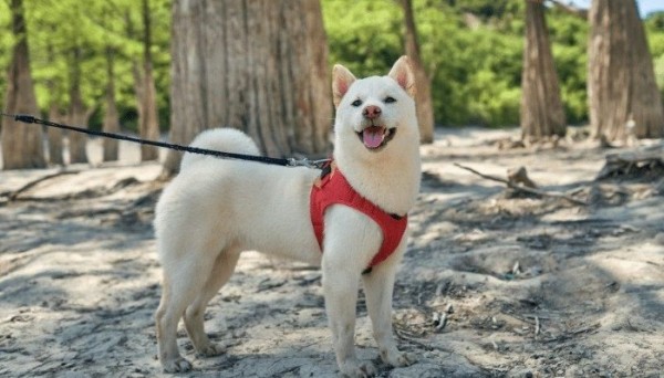 Kinh nghiệm mua Shiba trắng chất lượng