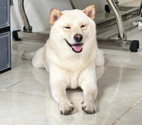 Quá trình nuôi dưỡng và huấn luyện Shiba trắng