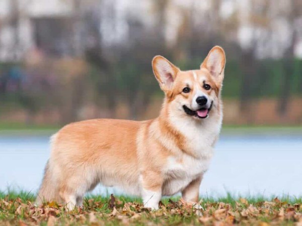 Trải nghiệm thú vị từ người nuôi corgi tại Việt Nam