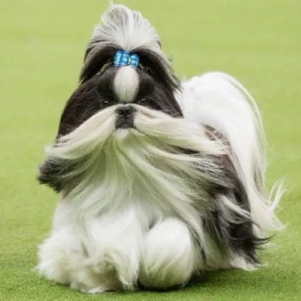 Shih Tzu - Chó mặt xệ lông dài quý phái