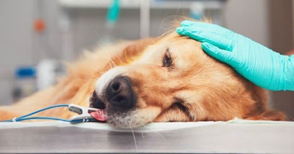 Xử lý khi chó đã ăn quá nhiều thức ăn mặn