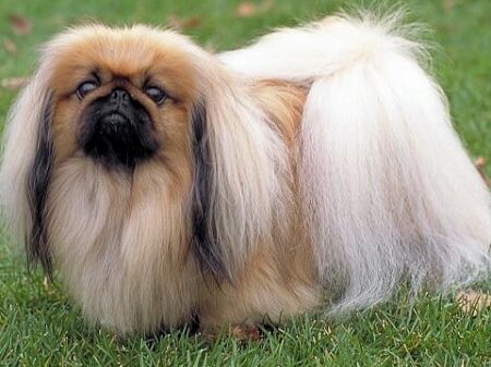 Chó Bắc Kinh – Giống chó hoàng gia đầy quyến rũ và đặc biệt