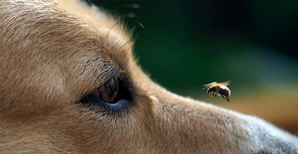 Lưu ý phòng ngừa ong đốt chó