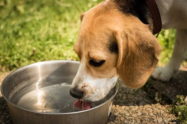 Cấu tạo vị giác trên lưỡi của chó