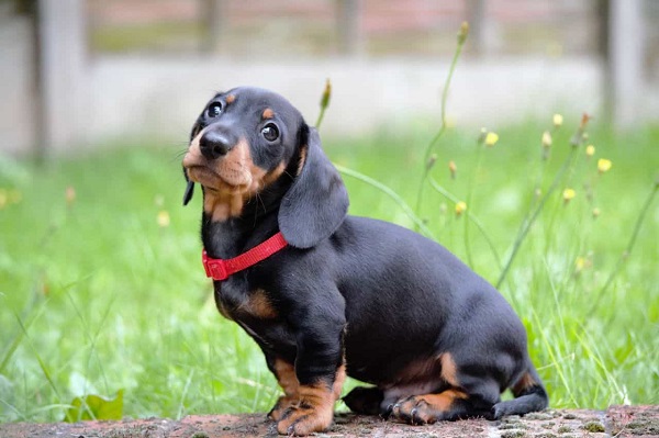 Chó Dachshund có nguồn gốc từ Đức vào thế kỷ 16