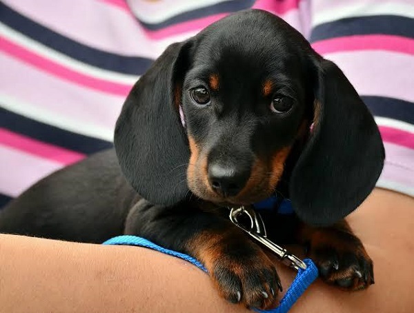 Đặc điểm nhận diện ngoại hình chó Dachshund