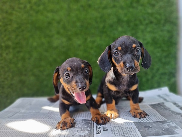 Chó Dachshund được biết đến với tính cách độc lập và thông minh