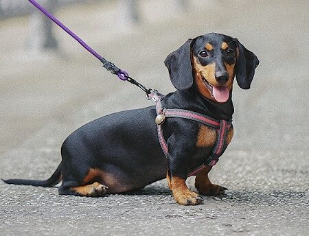 Ưu điểm khi nuôi Dachshund