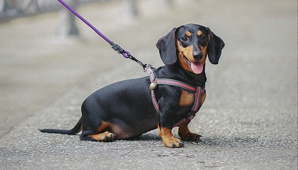 Ưu điểm khi nuôi Dachshund