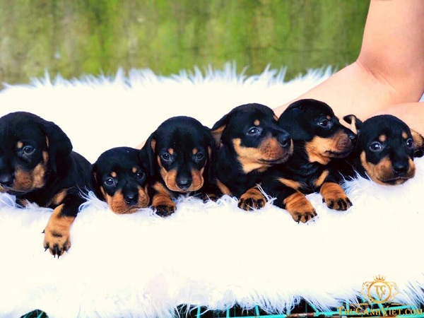 Hướng dẫn chăm sóc chó Dachshund 