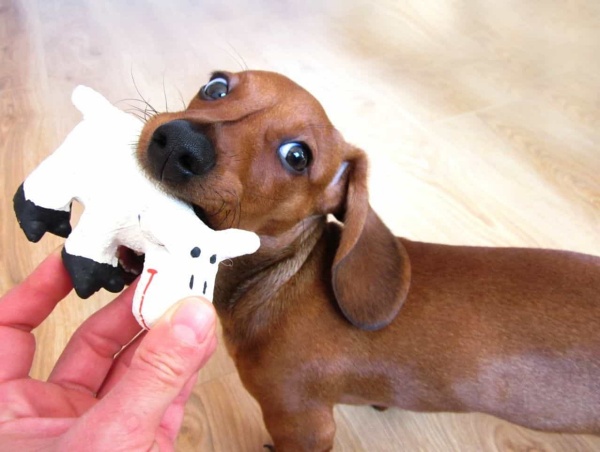 Cách huấn luyện chó Dachshund