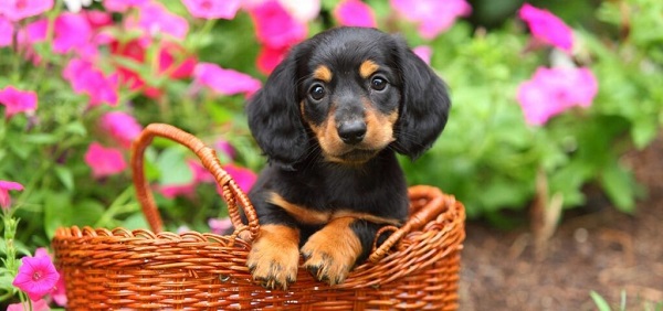 Kinh nghiệm chọn mua chó giống chó Dachshund