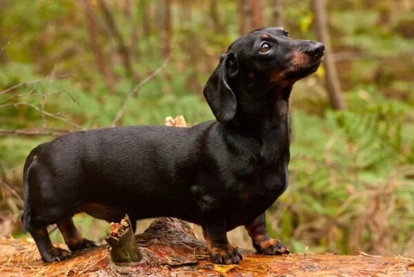 Chó Dachshund là một giống chó có nguồn gốc từ Đức