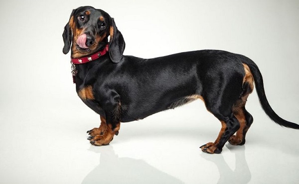 Chó lạp xưởng (Dachshund)