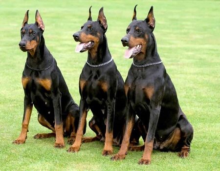 Chó Đức có nguồn gốc từ Đức