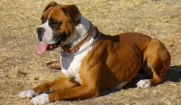 Chó Boxer
