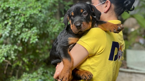 Cách chăm sóc các giống chó Đức