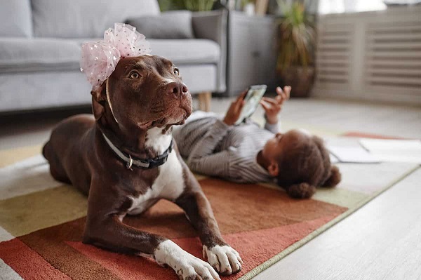 Ưu điểm và nhược điểm khi nuôi chó Đức