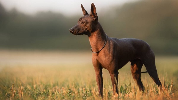 Xoloitzcuintli (Chó không lông Mexico)