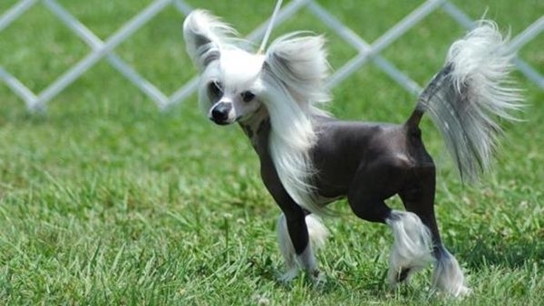 Chinese Crested (Chó mào Trung Quốc)