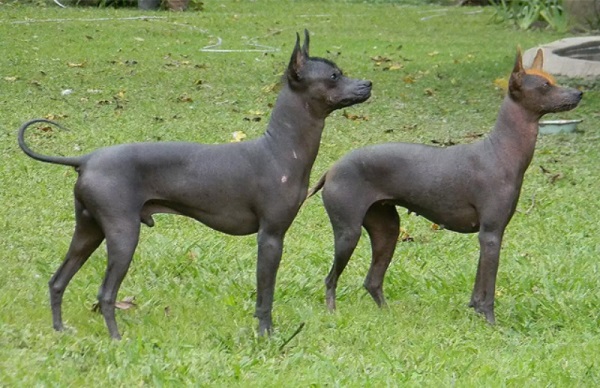 Hướng dẫn chăm sóc chuyên sâu cho chó không lông