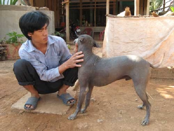Kinh nghiệm dành cho người mới nuôi chó không lông