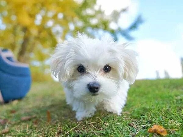 Chăm sóc và bảo vệ sức khỏe chó Maltese