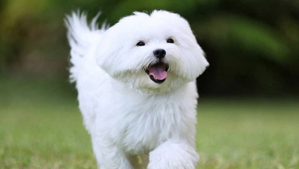 Kinh nghiệm đào tạo, huấn luyện chó Maltese