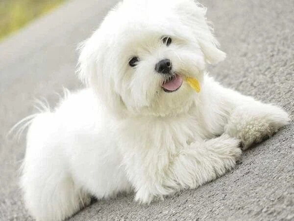 Chó Maltese