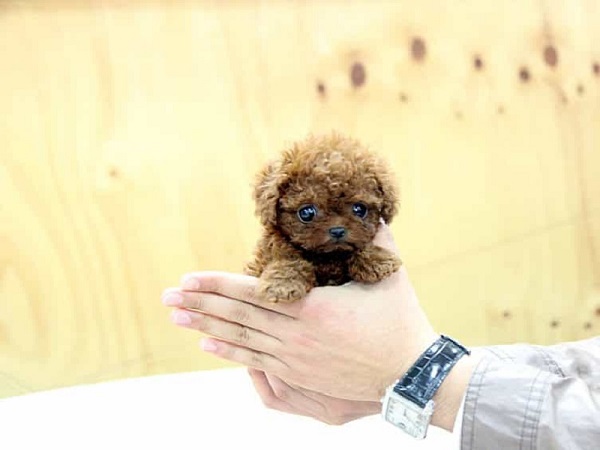 Teacup Poodle