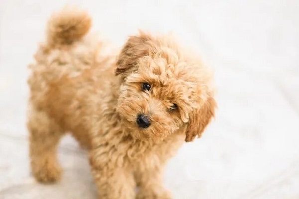 Tuổi thọ trung bình của chó Poodle thường dao động từ 12 đến 15 năm