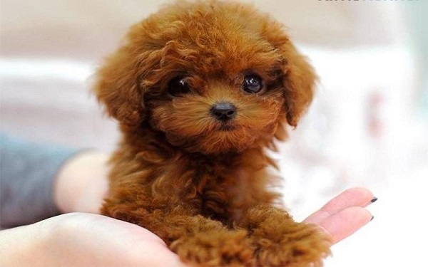 Yếu tố ảnh hưởng đến tuổi thọ của chó Poodle