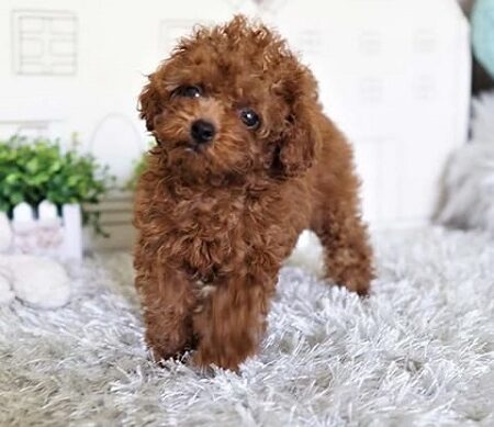 Poodle nổi bật với bộ lông xoăn đặc trưng