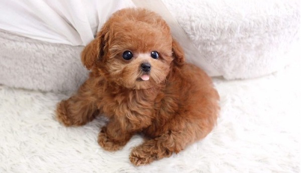 Dấu hiệu nhận biết tuổi thật của chó Poodle