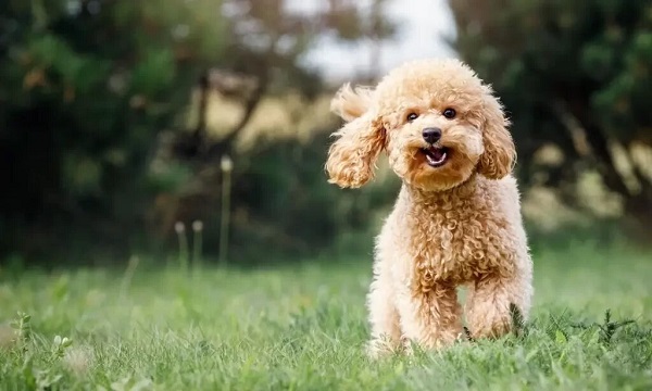 Cách tăng tuổi thọ cho chó Poodle