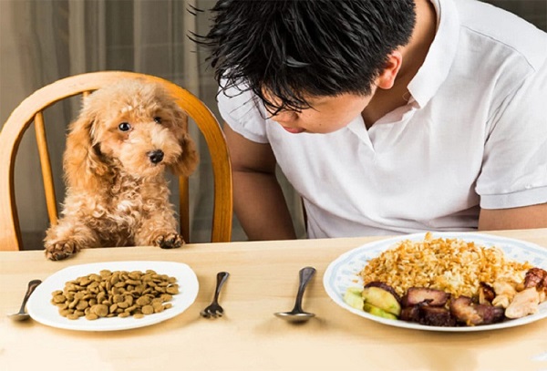 Chăm sóc và theo dõi sức khỏe chó Poodle