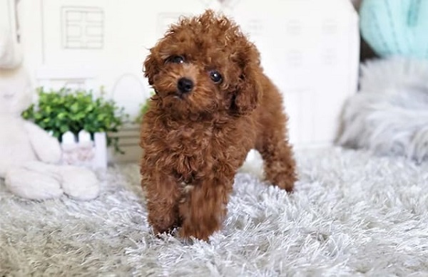 Poodle nổi bật với bộ lông xoăn đặc trưng