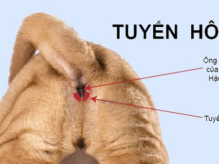 Tuyến hôi là một cặp tuyến nhỏ nằm cạnh hậu môn chó