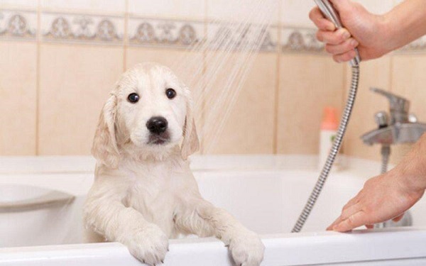 Phòng ngừa và chăm sóc tuyến hôi cho chó