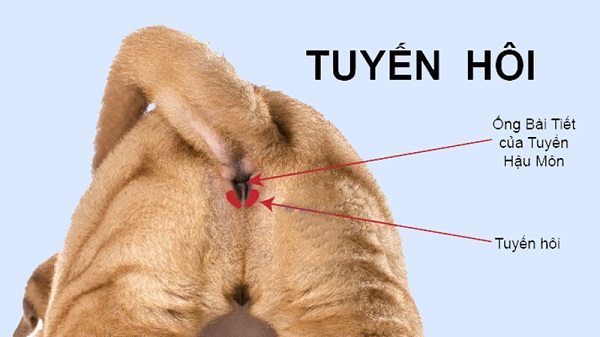 Tuyến hôi là một cặp tuyến nhỏ nằm cạnh hậu môn chó
